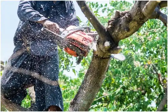 tree services New Florence